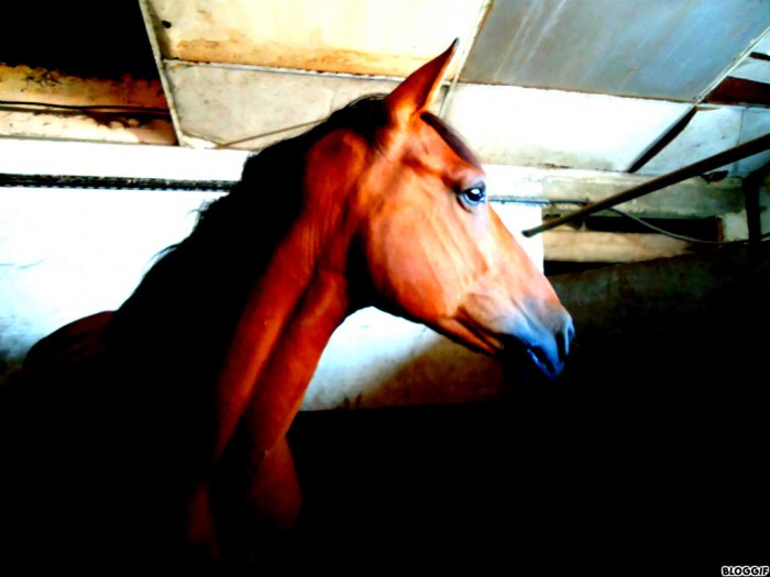Photo de profil de orphee99