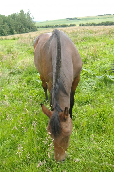 Photo de profil de follechevaux