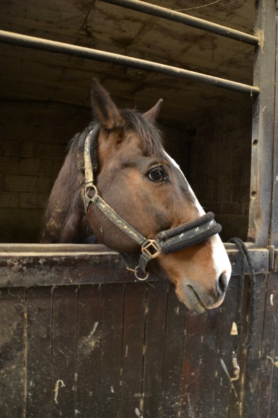 Photo de profil de ninelay