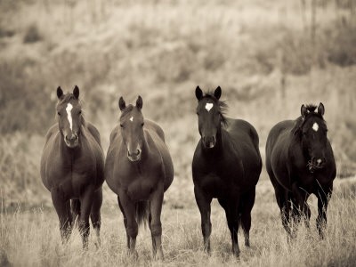 Photo de profil de manoucheval