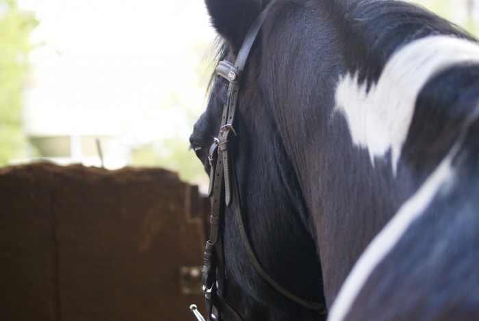 Photo de profil de maverick72