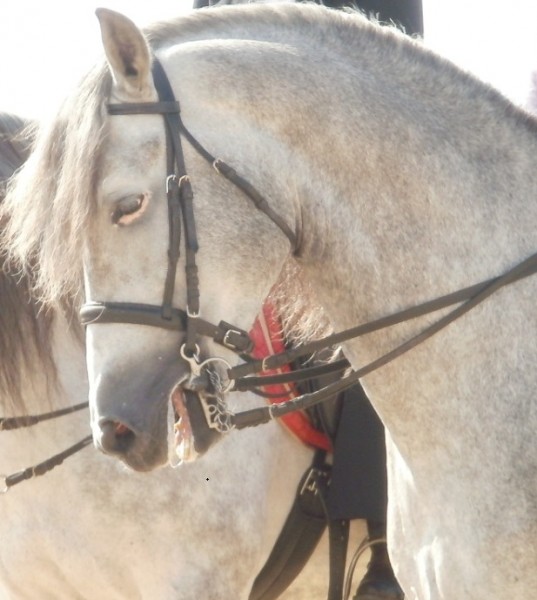 Photo de profil de palindrome