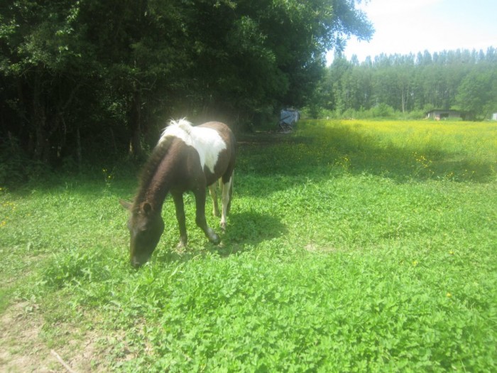 Photo de profil de irisponeys39