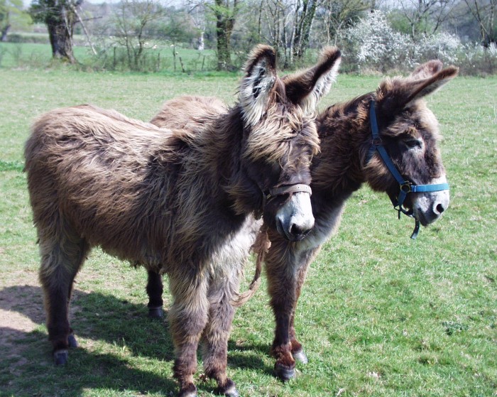 Photo de profil de suzuki