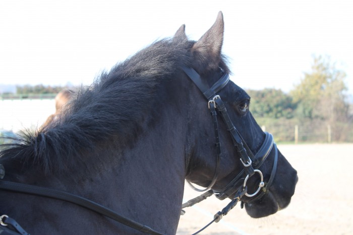 Photo de profil de cavaliere002