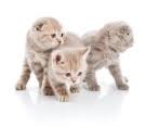 Photo de profil de chevaldu30