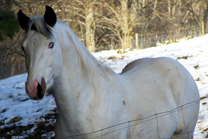 Photo de profil de pressy