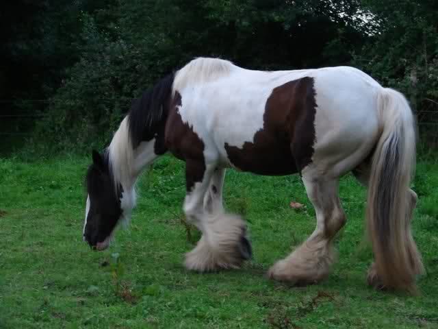 Photo de profil de shire1