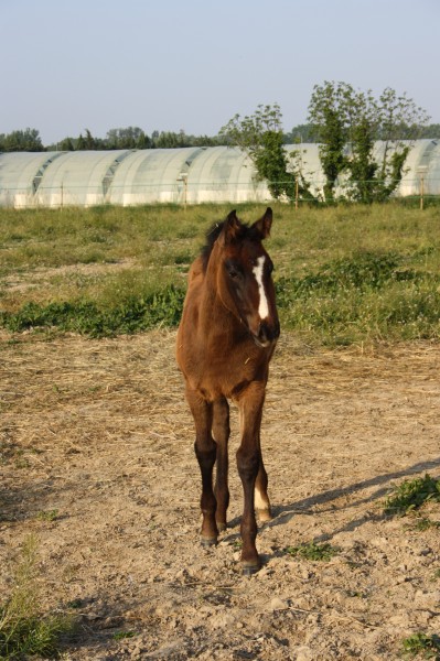 Photo de profil de ocelacense