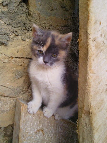 Photo de profil de andrecaroline