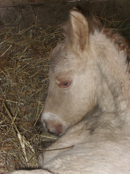 Photo de profil de elevagedorey