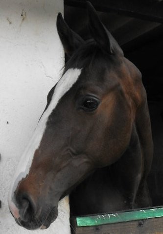 Photo de profil de vodkapplefizz