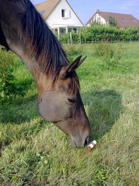 Photo de profil de ancestral33