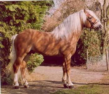 Photo de profil de haflingerhorses