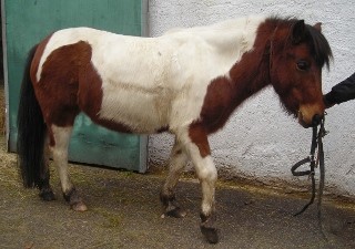 Photo de profil de noeliechipie