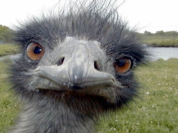 Photo de profil de itchy