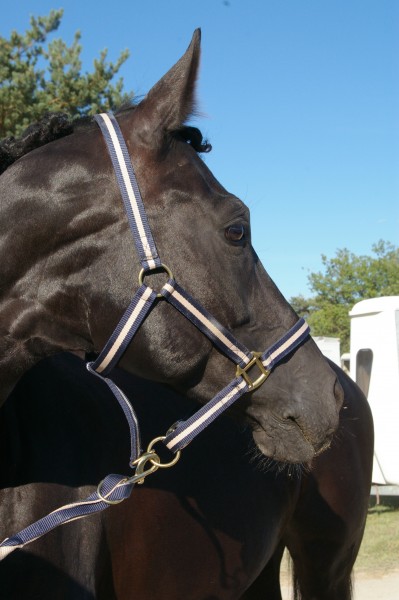 Photo de profil de blackhorse16