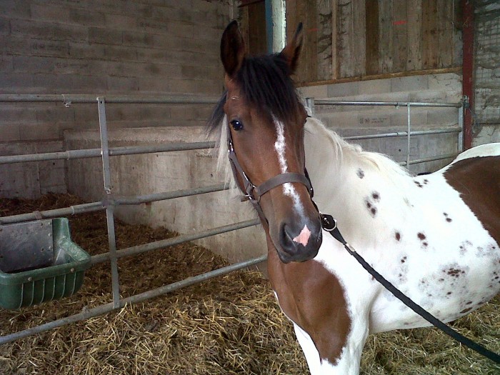Photo de profil de applechou