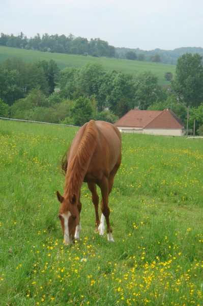 Photo de profil de thiercelin