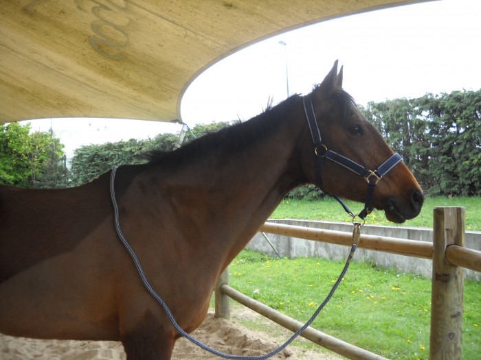 Photo de profil de iroise99