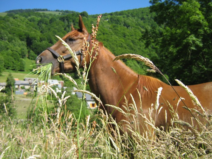 Photo de profil de hippolupus