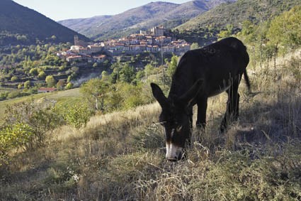 Photo de profil de altipyr