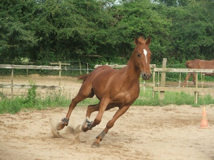 Photo de profil de hyppolite