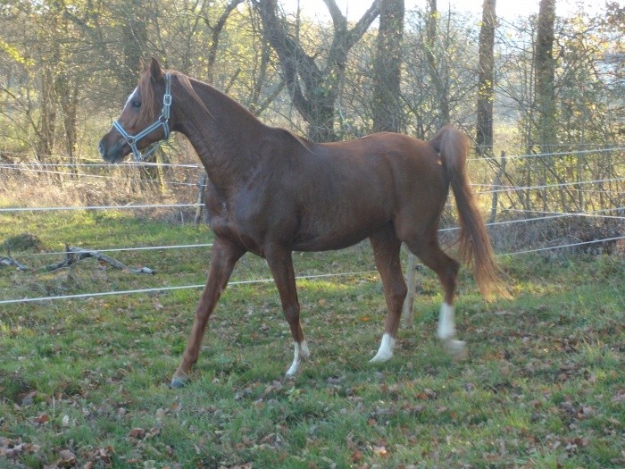 Photo de profil de chevauxsansom