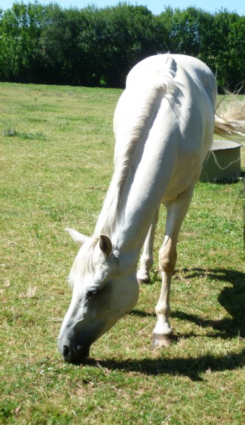 Photo de profil de rafaleduchalet