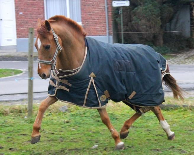 Photo de profil de chevaux100