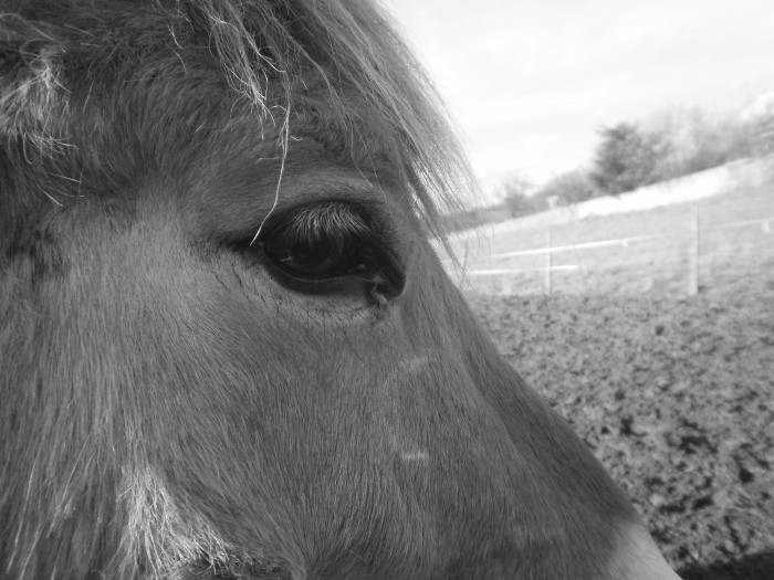 Photo de profil de flashdefleur