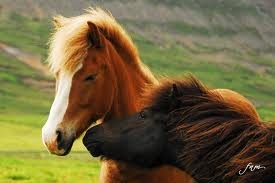 Photo de profil de phoenix1