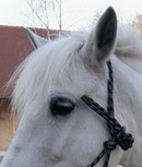 Photo de profil de lajumenttoya