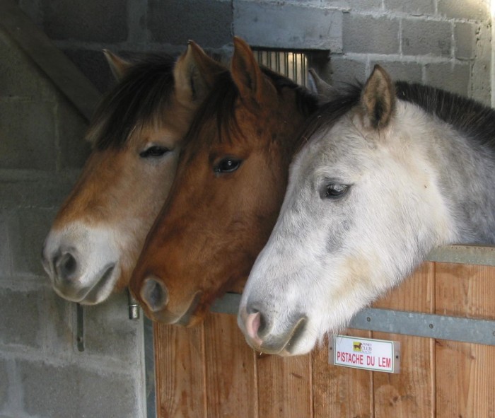 Photo de profil de horseivoire