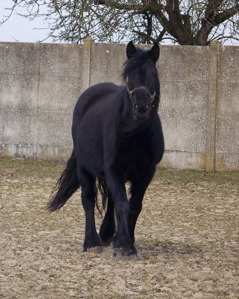 Photo de profil de kampanulle