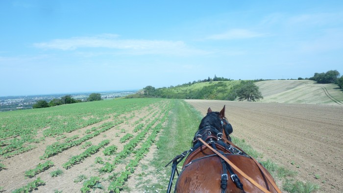 Photo de profil de hipponso