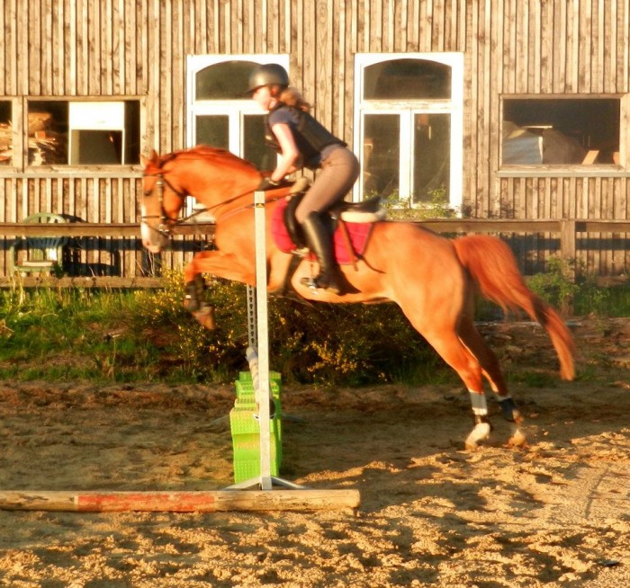 Photo de profil de haflingers2821