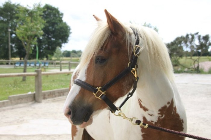 Photo de profil de chacarole