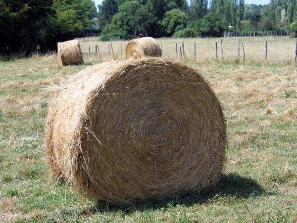 Photo de profil de patrol