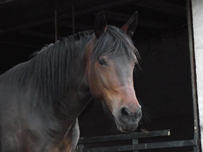 Photo de profil de nini60