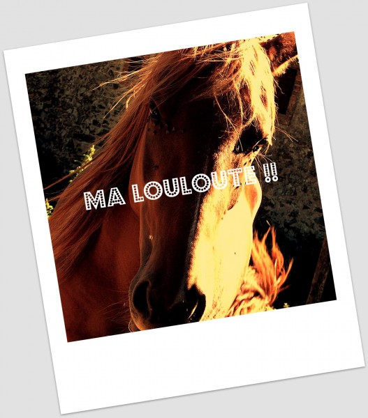 Photo de profil de sosocheval