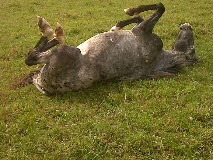 Photo de profil de barron