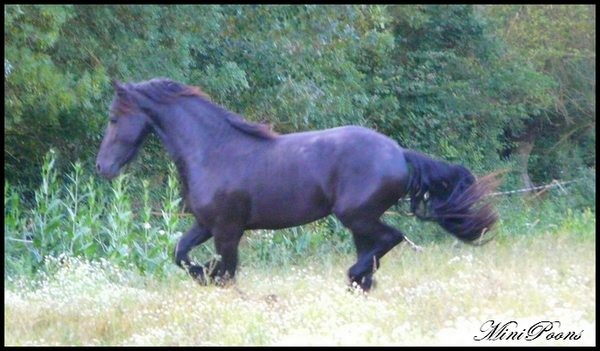 Photo de profil de leboisdesfees