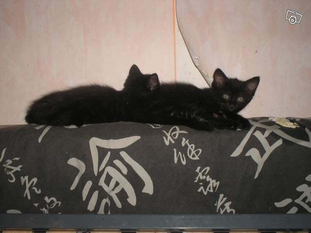 Photo de profil de phylocharde