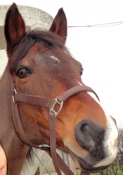 Photo de profil de latitebrune