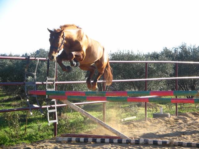 Photo de profil de albanabin