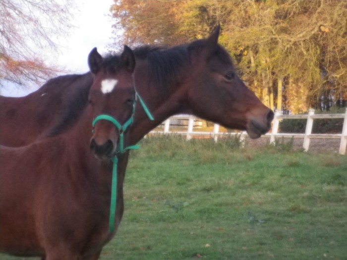 Photo de profil de welshcherry