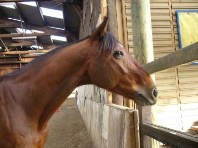 Photo de profil de chouchou12