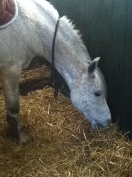 Photo de profil de fondcheval