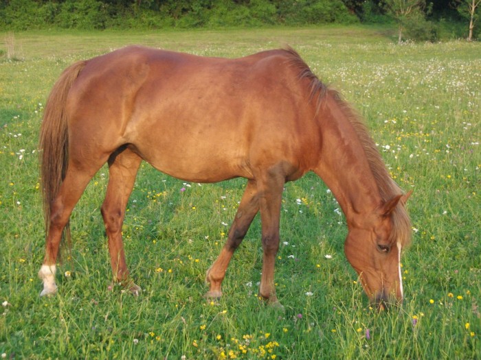 Photo de profil de horserock